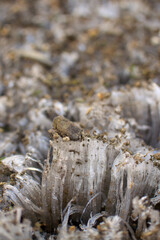 Needle ice lifting up a stone