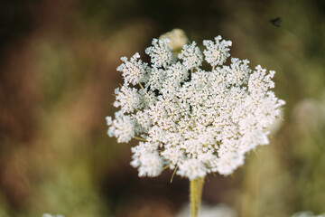 close up of a flower