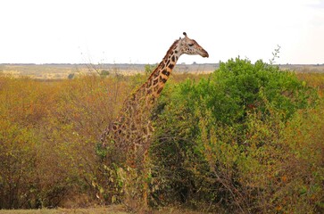 giraffe in the savannah