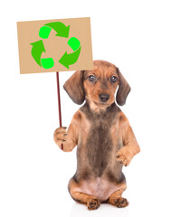 Dachshund puppy holds placard with recycling symbol. Eco concept. Isolated on white background