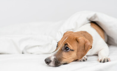 Unhappy jack russell terrier puppy lying  under white warm blanket on a bed at home. Empty space for text