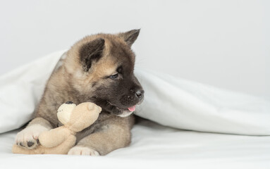 Cute American akita puppy lies under warm blanket on the bed at home, hugs favorite toy bear and looks away on empty space