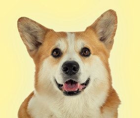 Pembroke Welsh Corgi