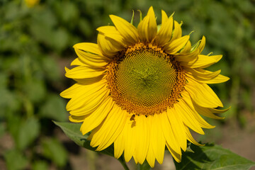 A field of colorful sunflowers during the day.