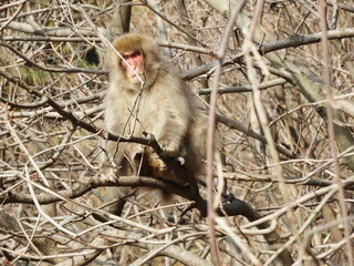 白神山地のニホンザル