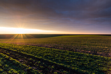 Sunset over young green cereal field in autumn