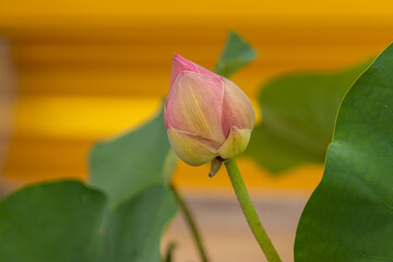 Pink lotus buds