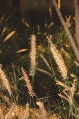 Macro photo of fluffy grasses in the wind , blurred, selective focus.