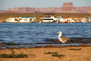 Wasservogel am Strand des Lake Powell in Arizona
