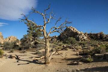 Kahler Baum im Joshua Tree Nationalpark in Kalifornien
