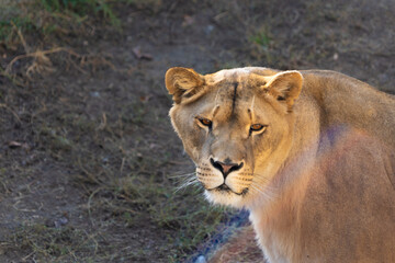 lioness in the zoo alone