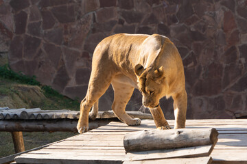 lioness in the zoo alone