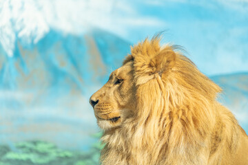 the lion in the zoo alone