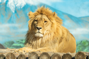 the lion in the zoo alone