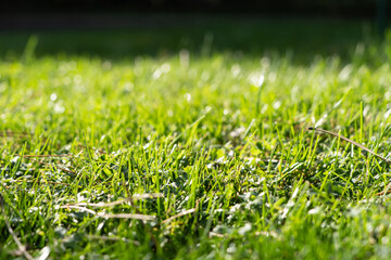 the grass is illuminated by the sun during the day
