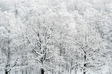 view of snow-covered oak trees in snowy forest