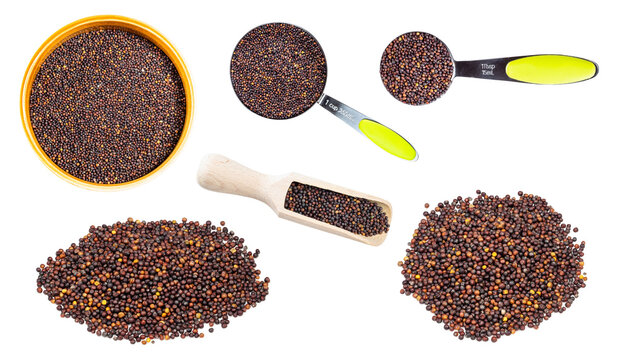 set of rape seeds cutout on white