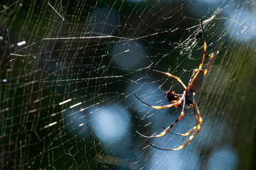 Fototapeta Sydney Australia, orb spider with prey and spider web in garden obraz