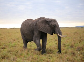 Fototapeta na wymiar elephants in Kenya