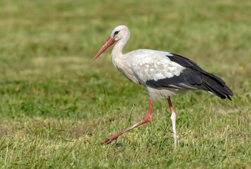 Mature White stork (Ciconia ciconia) walks on mowing grass field in summer 