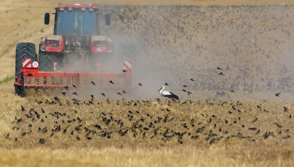 Fototapeta na wymiar Big flock of common starlings (Sturnus vulgaris) and white stork feeding on plowing field right after tractor