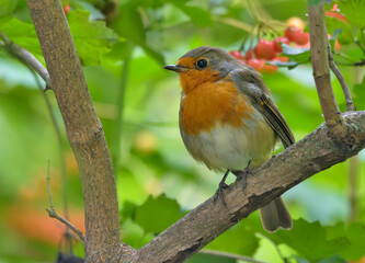 Adult European robin (erithacus rubecula) perched in  branches of viburnum bush with berries