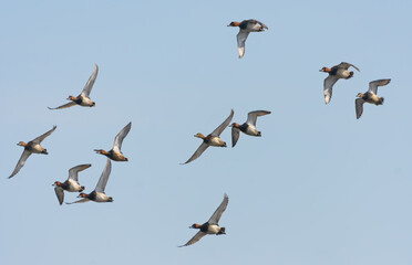 A mixed flock of Common Pochards (Aythya ferina) in fast flight over blue sky 