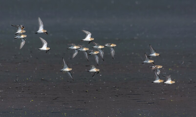 Big flock of Little stints (Calidris minuta) in flight over barren land during autumn migration 