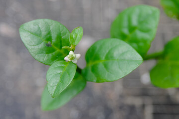 leaves on grey background