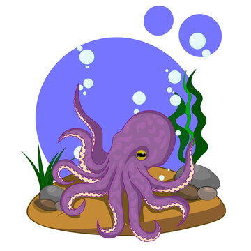 Purple octopus on the seabed. Sea creatures