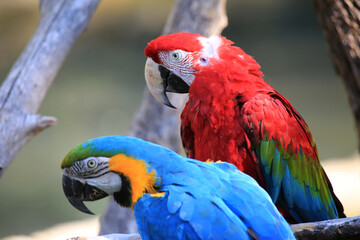 gorgeous multicolored macaw as bird fauna