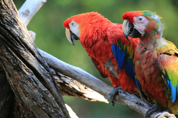 gorgeous multicolored macaw as bird fauna