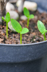 young plant in a pot