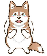 おびえるシベリアンハスキー（レッド＆ホワイト）