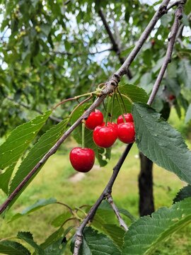 Manali, India - June 12th 2021: Juicy Red cherries growing on trees in Himachal Pradesh.