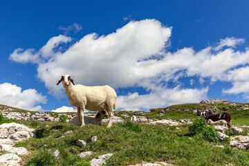 Obraz premium White female sheep with her calf in an high mountain pasture in the Italian Alps