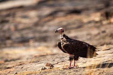 red headed vulture or sarcogyps calvus or Asian king or Indian black vulture closeup or portrait at Ranthambore National Park or forest Reserve Rajasthan india