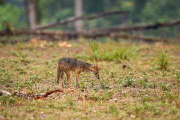 golden jackal or Canis aureus in wild and natural scenic colorful background in winter season at kanha national park madhya pradesh india