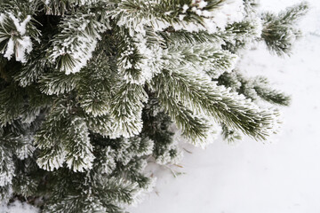 A close-up shot of beautiful, winter, spruce branches covered with frost and snow.