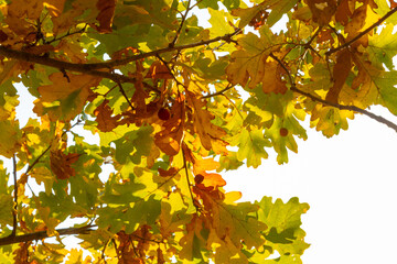 Yellow autumn leaves and branches against a blue sky. Bright golden oak leaves in autumn, space for copying. Autumn background of nature.