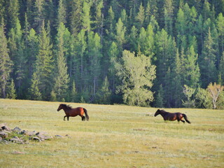 horse and foal