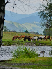 horses on the river