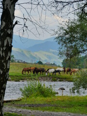 horses on the river