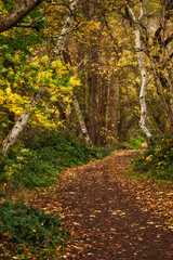 Naklejka premium Yellow and green leaves over a walking path strewn with leaves at Laacher See in the Eifel refion of Germany on a fall day.