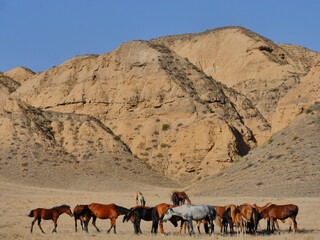 horses in th kazakhstan