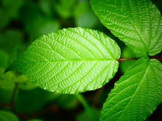 green leaf background