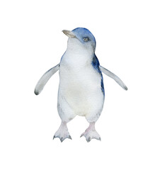 Hand-drawn watercolor blue little penguin illustration isolated on white background. Australian animal bird	 - obrazy, fototapety, plakaty