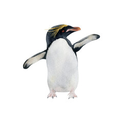 Hand-drawn watercolor Macaroni penguin illustration isolated on white background. Antarctic animal bird  © Diana Askarova