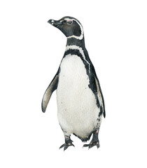 Hand-drawn watercolor Magellanic penguin illustration isolated on white background. Cute animal bird	 - obrazy, fototapety, plakaty
