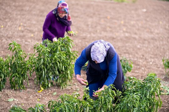On a sunny day, farmer's family picks red chili peppers in a greenhouse.